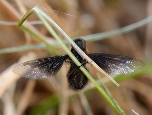 Hemipenthes morio
